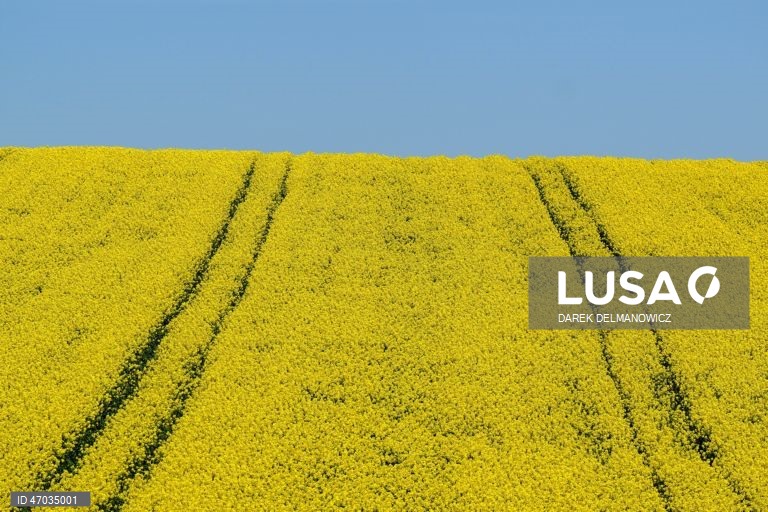 Vista de um campo de colza em flor perto de Zuklin, no sudeste da Polónia.  A Polónia é um dos principais produtores da UE de colza para óleos alimentares de alta qualidade e biocombustíveis sustentáveis.