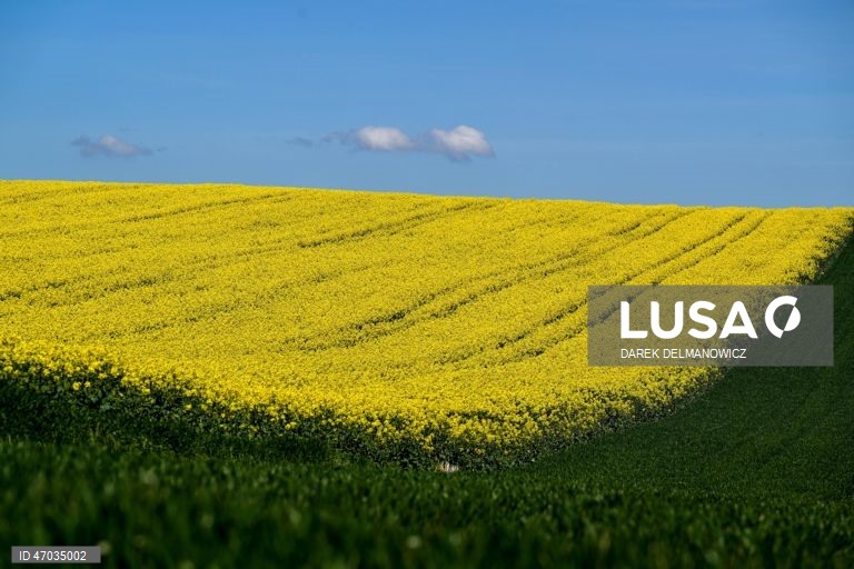 Vista de um campo de colza em flor perto de Zuklin, no sudeste da Polónia.  A Polónia é um dos principais produtores da UE de colza para óleos alimentares de alta qualidade e biocombustíveis sustentáveis.