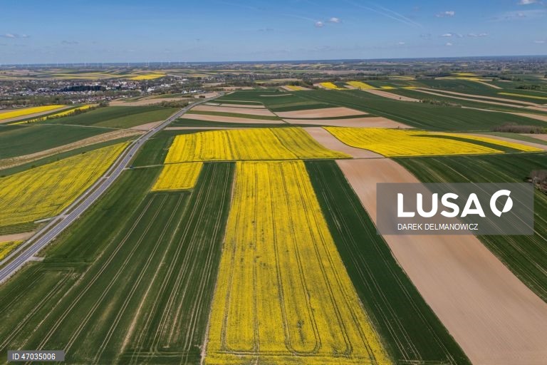 Vista de um campo de colza em flor perto de Zuklin, no sudeste da Polónia.  A Polónia é um dos principais produtores da UE de colza para óleos alimentares de alta qualidade e biocombustíveis sustentáveis.