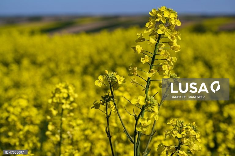 Vista de um campo de colza em flor perto de Zuklin, no sudeste da Polónia.  A Polónia é um dos principais produtores da UE de colza para óleos alimentares de alta qualidade e biocombustíveis sustentáveis.