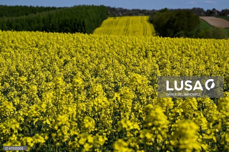 Vista de um campo de colza em flor perto de Zuklin, no sudeste da Polónia.  A Polónia é um dos principais produtores da UE de colza para óleos alimentares de alta qualidade e biocombustíveis sustentáveis.