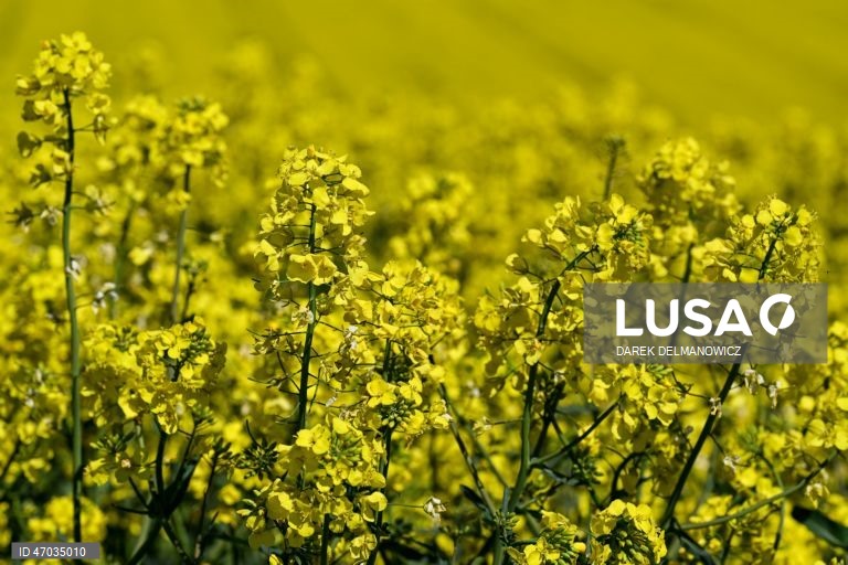 Vista de um campo de colza em flor perto de Zuklin, no sudeste da Polónia.  A Polónia é um dos principais produtores da UE de colza para óleos alimentares de alta qualidade e biocombustíveis sustentáveis.