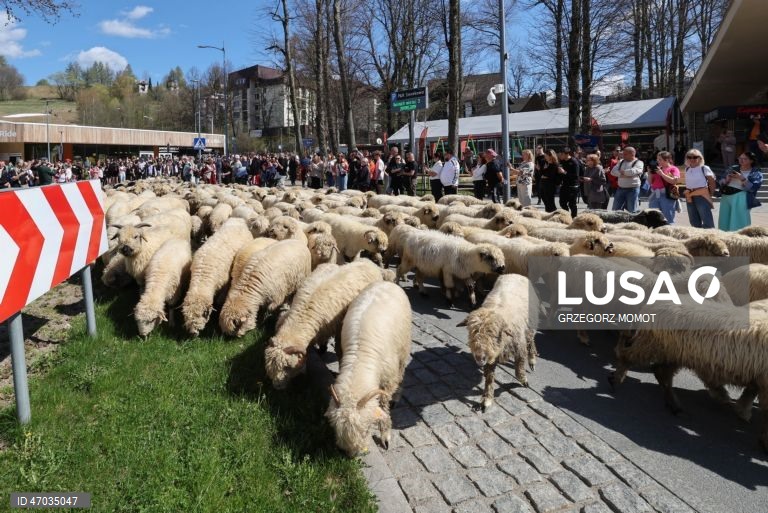 As pessoas observam enquanto ovelhas acompanhadas por pastores são conduzidas para pastagens de montanha durante a transumância de primavera (redyk) para Gorna Rowien Krupowa, no sul da Polónia. O Redyk, que se realiza nas Montanhas Tatra todas as primaveras, era no passado um evento muito apreciado, considerado um dos festivais anuais mais importantes na cultura dos pastores locais. 