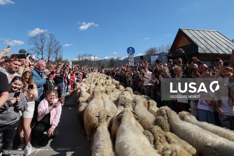 As pessoas observam enquanto ovelhas acompanhadas por pastores são conduzidas para pastagens de montanha durante a transumância de primavera (redyk) para Gorna Rowien Krupowa, no sul da Polónia. O Redyk, que se realiza nas Montanhas Tatra todas as primaveras, era no passado um evento muito apreciado, considerado um dos festivais anuais mais importantes na cultura dos pastores locais. 
