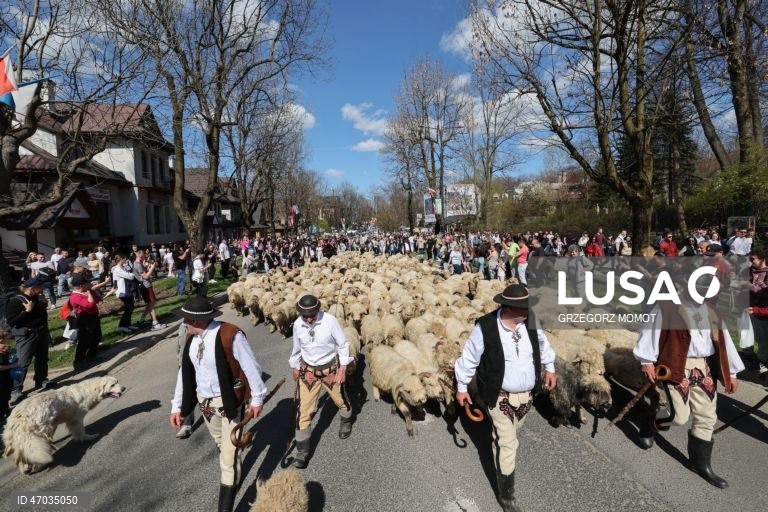 As pessoas observam enquanto ovelhas acompanhadas por pastores são conduzidas para pastagens de montanha durante a transumância de primavera (redyk) para Gorna Rowien Krupowa, no sul da Polónia. O Redyk, que se realiza nas Montanhas Tatra todas as primaveras, era no passado um evento muito apreciado, considerado um dos festivais anuais mais importantes na cultura dos pastores locais. 