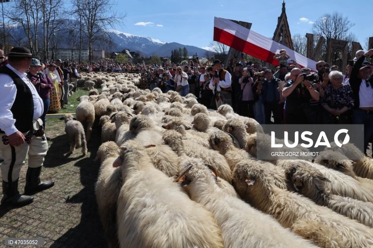 As pessoas observam enquanto ovelhas acompanhadas por pastores são conduzidas para pastagens de montanha durante a transumância de primavera (redyk) para Gorna Rowien Krupowa, no sul da Polónia. O Redyk, que se realiza nas Montanhas Tatra todas as primaveras, era no passado um evento muito apreciado, considerado um dos festivais anuais mais importantes na cultura dos pastores locais. 