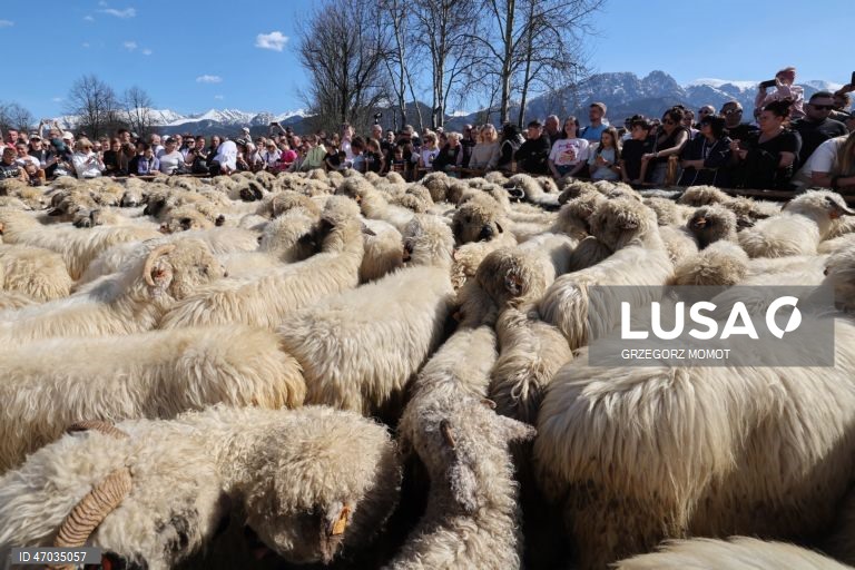As pessoas observam enquanto ovelhas acompanhadas por pastores são conduzidas para pastagens de montanha durante a transumância de primavera (redyk) para Gorna Rowien Krupowa, no sul da Polónia. O Redyk, que se realiza nas Montanhas Tatra todas as primaveras, era no passado um evento muito apreciado, considerado um dos festivais anuais mais importantes na cultura dos pastores locais. 