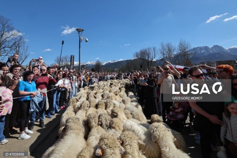 As pessoas observam enquanto ovelhas acompanhadas por pastores são conduzidas para pastagens de montanha durante a transumância de primavera (redyk) para Gorna Rowien Krupowa, no sul da Polónia. O Redyk, que se realiza nas Montanhas Tatra todas as primaveras, era no passado um evento muito apreciado, considerado um dos festivais anuais mais importantes na cultura dos pastores locais. 