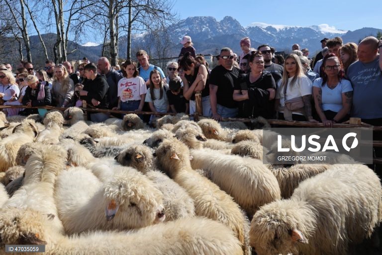 As pessoas observam enquanto ovelhas acompanhadas por pastores são conduzidas para pastagens de montanha durante a transumância de primavera (redyk) para Gorna Rowien Krupowa, no sul da Polónia. O Redyk, que se realiza nas Montanhas Tatra todas as primaveras, era no passado um evento muito apreciado, considerado um dos festivais anuais mais importantes na cultura dos pastores locais. 