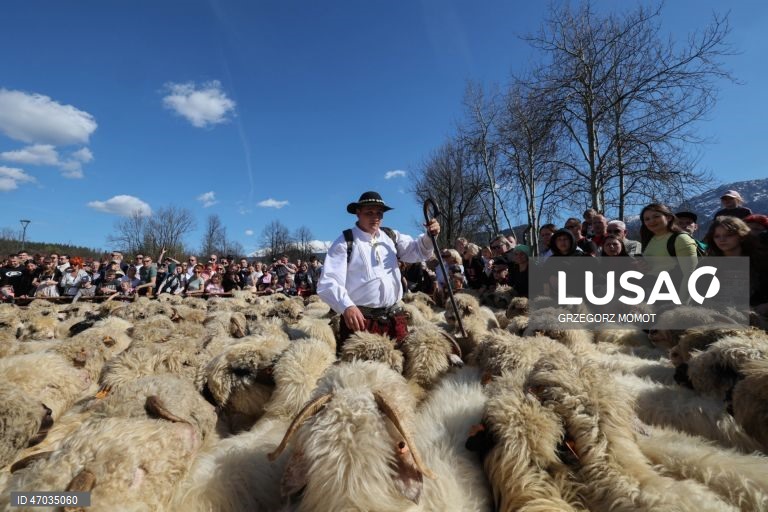 As pessoas observam enquanto ovelhas acompanhadas por pastores são conduzidas para pastagens de montanha durante a transumância de primavera (redyk) para Gorna Rowien Krupowa, no sul da Polónia. O Redyk, que se realiza nas Montanhas Tatra todas as primaveras, era no passado um evento muito apreciado, considerado um dos festivais anuais mais importantes na cultura dos pastores locais. 