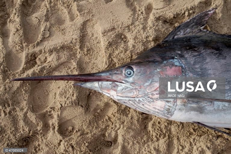 Indonésia: Pesca artesanal no Bali