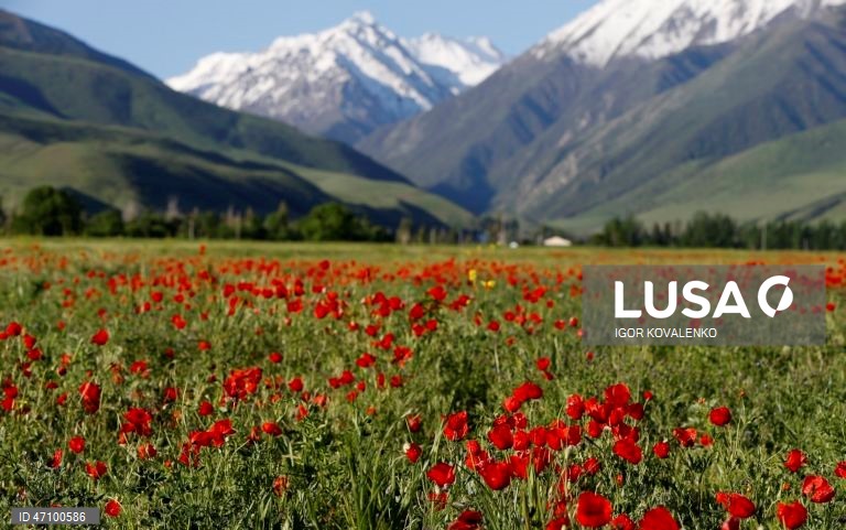 Quirguistão: Campo de papoilas nos arredores de Bishkek