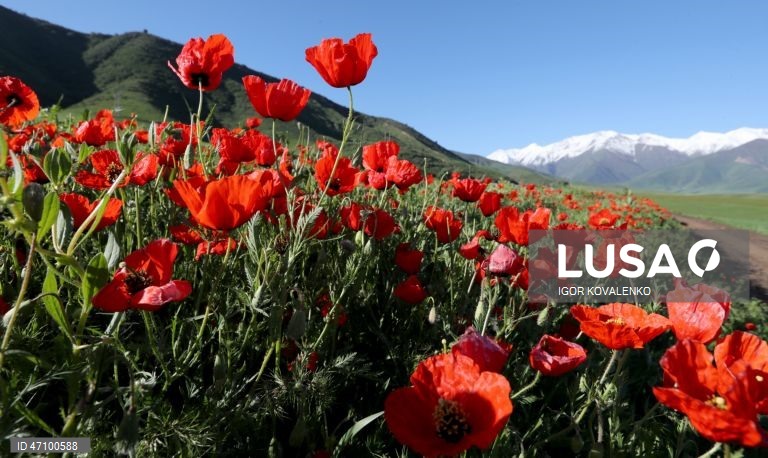 Quirguistão: Campo de papoilas nos arredores de Bishkek