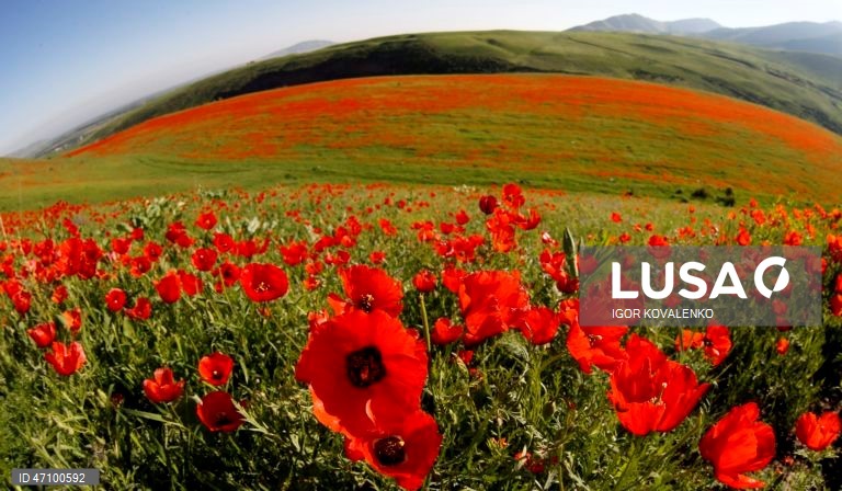 Quirguistão: Campo de papoilas nos arredores de Bishkek