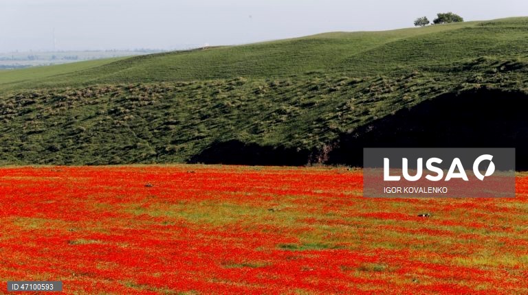Quirguistão: Campo de papoilas nos arredores de Bishkek