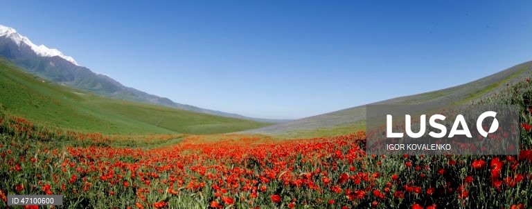 Quirguistão: Campo de papoilas nos arredores de Bishkek