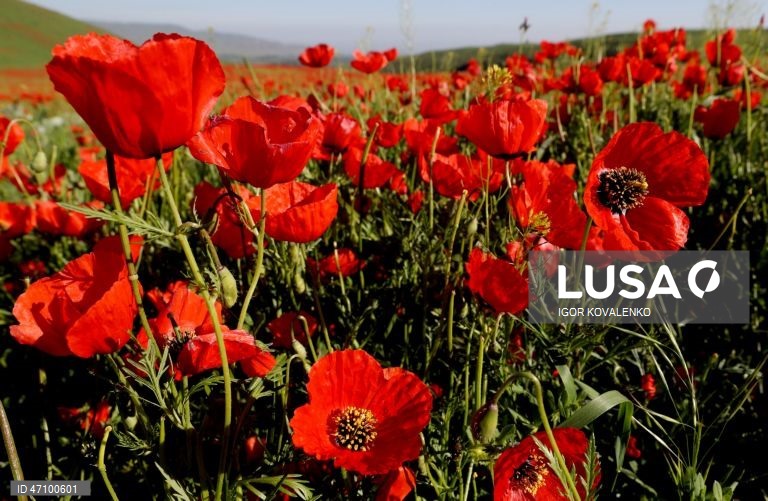 Quirguistão: Campo de papoilas nos arredores de Bishkek