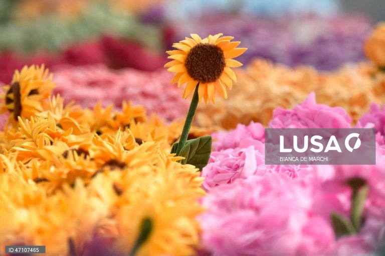 Austrália: Mercado de flores em Sydney