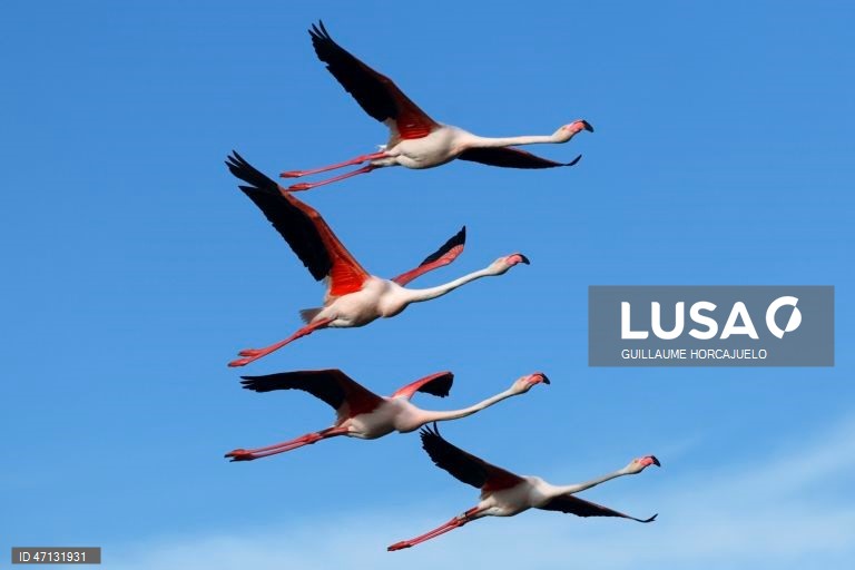 França: Observação de aves na Camarga