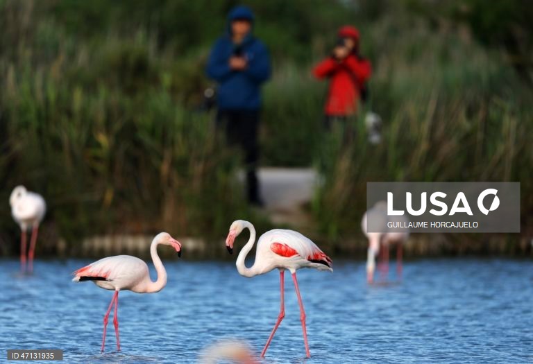 França: Observação de aves na Camarga