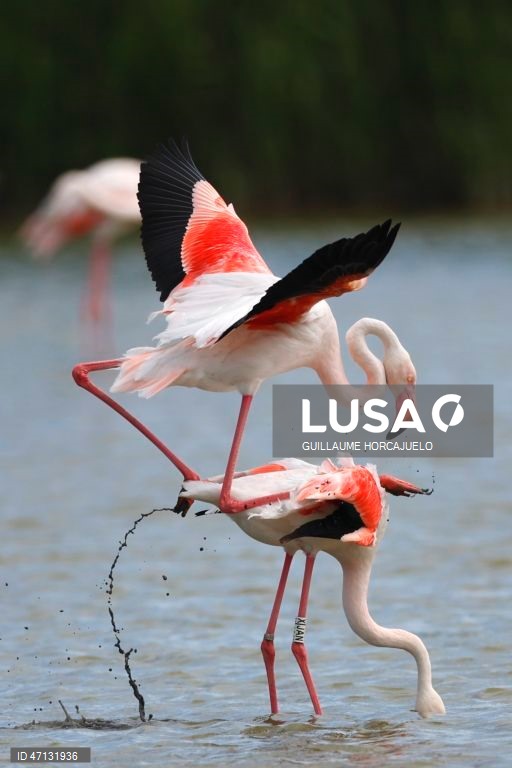 França: Observação de aves na Camarga