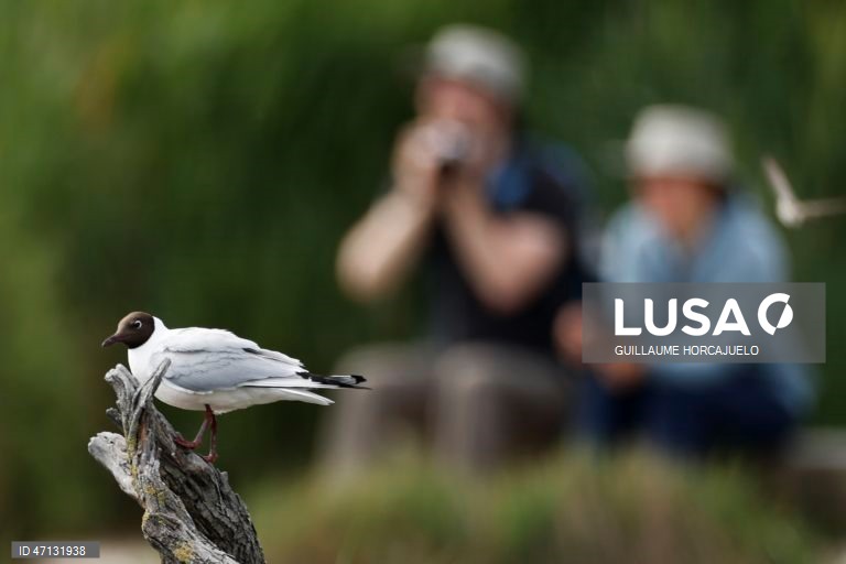 França: Observação de aves na Camarga