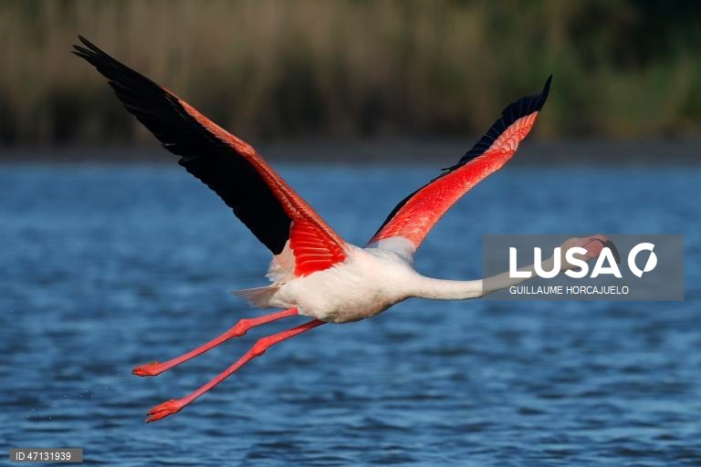 França: Observação de aves na Camarga