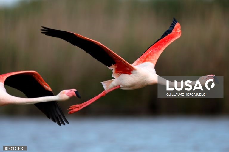 França: Observação de aves na Camarga