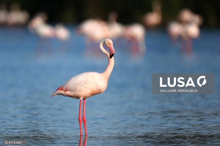 França: Observação de aves na Camarga