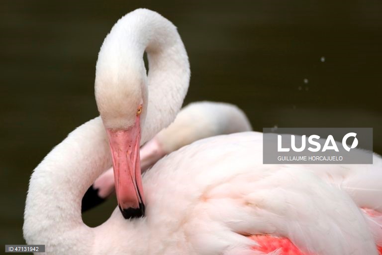 França: Observação de aves na Camarga