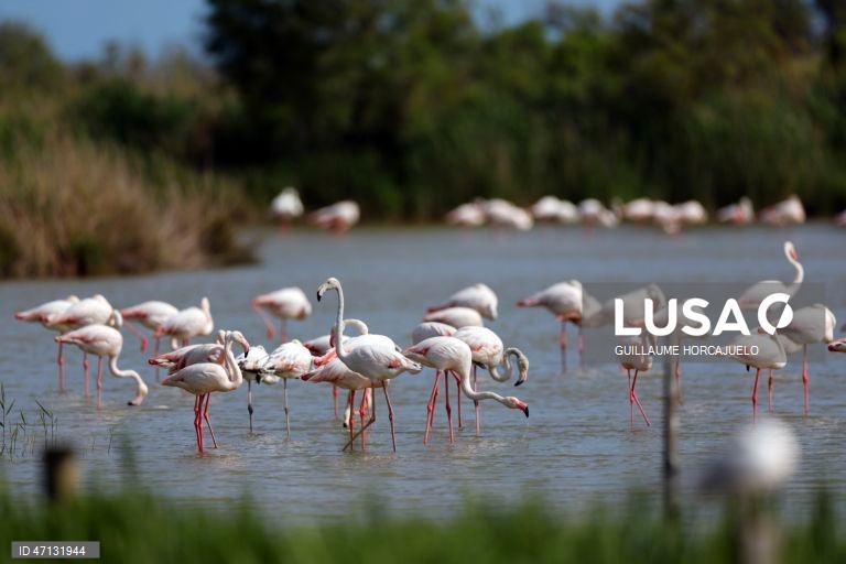 França: Observação de aves na Camarga