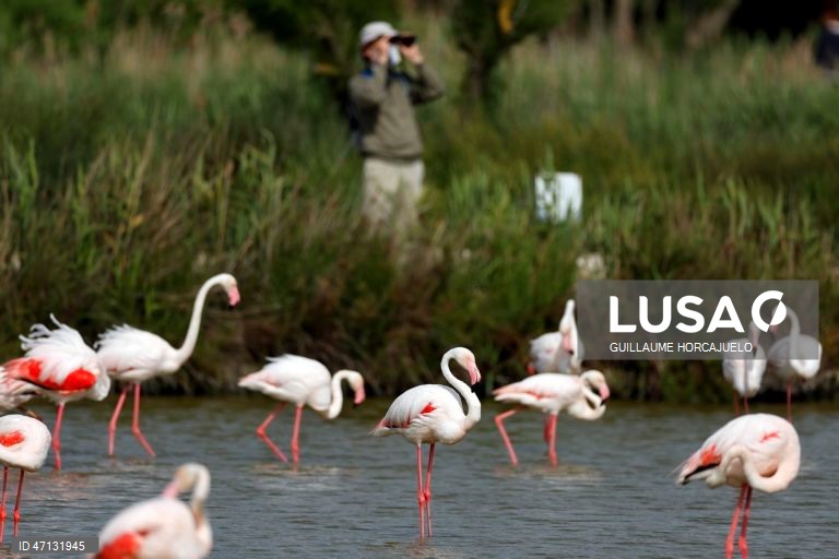 França: Observação de aves na Camarga