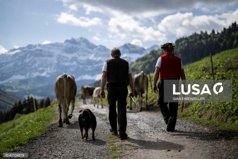Suíça: Agricultores conduzem os seus rebanhos de gado para os prados de alta montanha
