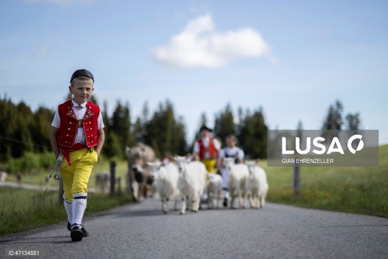 Suíça: Agricultores conduzem os seus rebanhos de gado para os prados de alta montanha