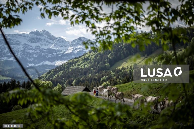 Suíça: Agricultores conduzem os seus rebanhos de gado para os prados de alta montanha