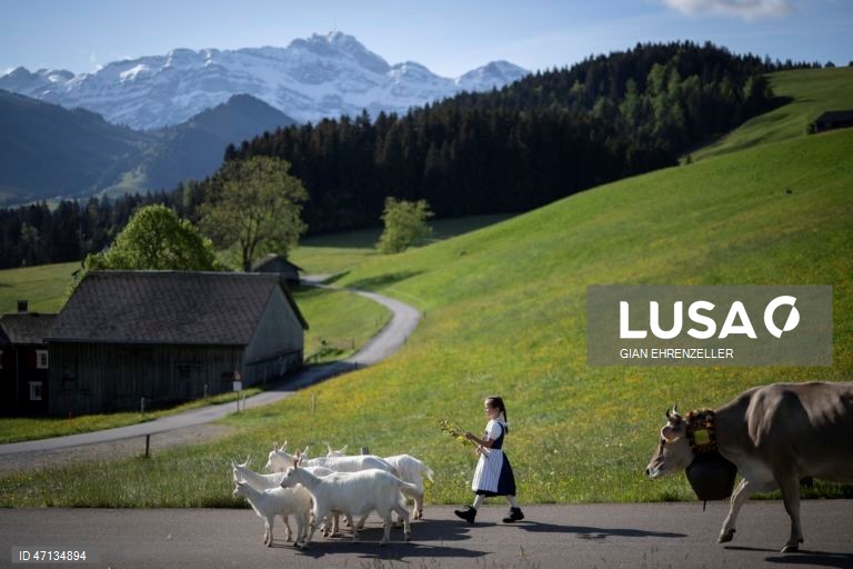 Suíça: Agricultores conduzem os seus rebanhos de gado para os prados de alta montanha