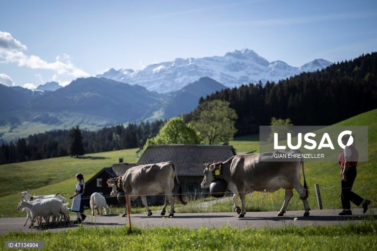 Suíça: Agricultores conduzem os seus rebanhos de gado para os prados de alta montanha