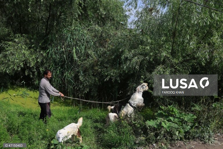 Índia: Vida quotidina no Lago Dal na Caxemira
