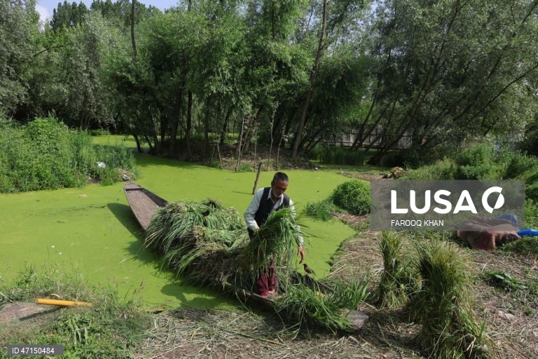 Índia: Vida quotidina no Lago Dal na Caxemira