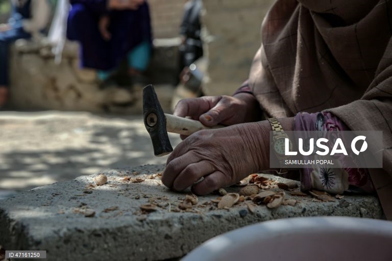 Afeganistão: Viúva vende amêndoas em Cabul
