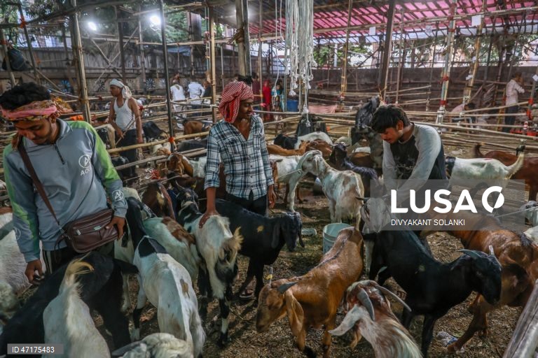 Mumbai: Preparações para o Eid al-Adha