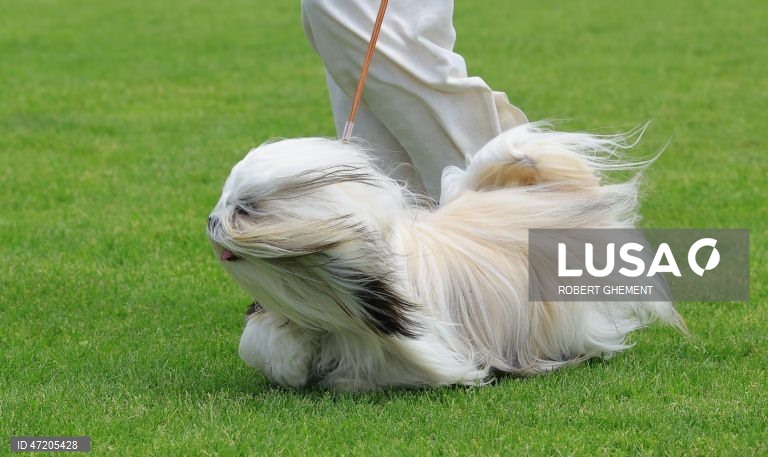 Competição na Exposição Canina de Bucareste 2026, na aldeia de Balotesti, perto de Bucareste, Roménia.