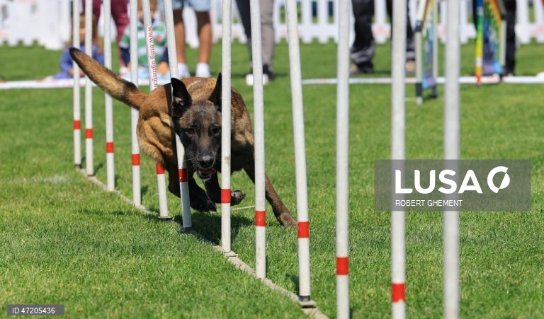 Competição na Exposição Canina de Bucareste 2026, na aldeia de Balotesti, perto de Bucareste, Roménia.