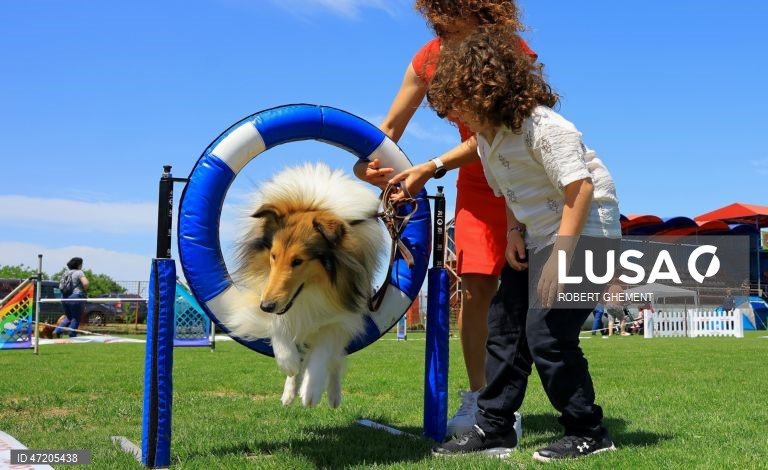 Competição na Exposição Canina de Bucareste 2026, na aldeia de Balotesti, perto de Bucareste, Roménia.