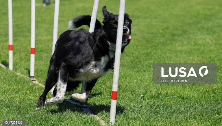 Competição na Exposição Canina de Bucareste 2026, na aldeia de Balotesti, perto de Bucareste, Roménia.
