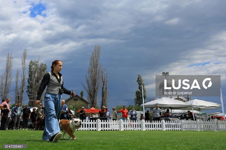 Competição na Exposição Canina de Bucareste 2026, na aldeia de Balotesti, perto de Bucareste, Roménia.