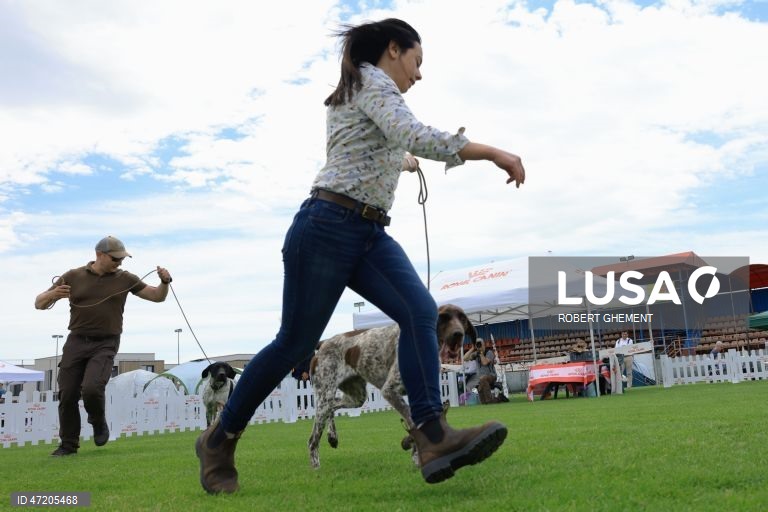 Competição na Exposição Canina de Bucareste 2026, na aldeia de Balotesti, perto de Bucareste, Roménia.