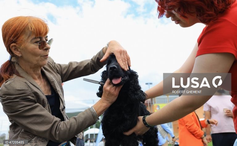 Competição na Exposição Canina de Bucareste 2026, na aldeia de Balotesti, perto de Bucareste, Roménia.