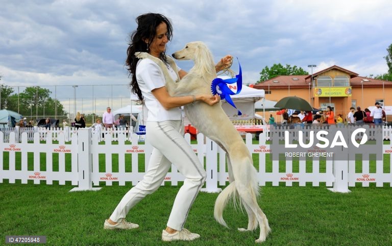 Competição na Exposição Canina de Bucareste 2026, na aldeia de Balotesti, perto de Bucareste, Roménia.