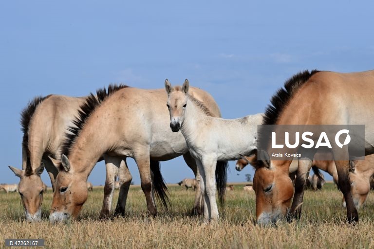 Cavalos de Przewalski pastam na Reserva de Pentezug, no Parque Nacional de Hortobagy, no nordeste da Hungria. A última população selvagem desta espécie equina rara e em perigo de extinção desapareceu da estepe da Mongólia na década de 1960. A reintrodução no seu habitat natural começou na década de 1990, através de um programa internacional coordenado de reprodução. 